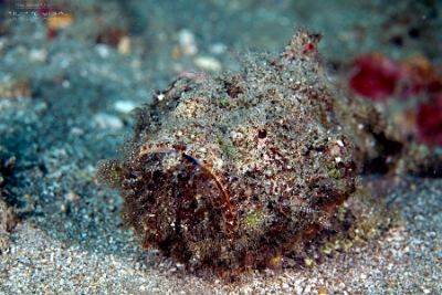 Philippines 2023 - Anilao - DSC06636Estuarine stonefish Synanceia horrida